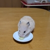 ハムスターくりちゃんのおやつタイム🍩ハムテイン ソイドーナツ