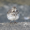 近くの県に鳥を見に行った日記（２０２２　３１３）その６。