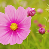 コスモス（ピンクの濃淡）