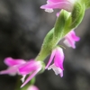 菌類が必要な？ネジバナ🌸