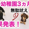 【卒園？】犬の幼稚園3ヶ月の結果！ダックスのマイティの場合