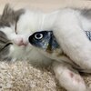 ねこおでんがいっぱい2　ゆきちちゃん編