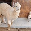 【よいにくきゅうの日記念】動物たちと触れ合ったら。