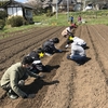 ジャガイモ植え・薪割り体験