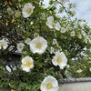 世の光なるイエス