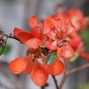 秋の日差しと庭の花　それはいと儚く