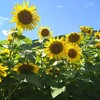 岐阜県美濃市にあるひまわり畑　【洲原ひまわりの里】夏の思い出に…