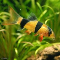 60cm水槽で飼育できる おすすめの古代魚 中型魚 肉食魚まとめ abyの熱帯魚図鑑 60cm水槽で飼育できる おすすめの古代魚 中型魚 肉食魚まとめ abyの熱帯魚図鑑
