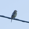 戸隠高原での夏の野鳥（ジョウビタキいました）