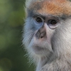 【Patas monkey】