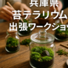 兵庫県で楽しむ苔テラリウム出張ワークショップ体験  ～自然を身近に感じる癒しの時間～