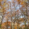黄葉のブナ林へ