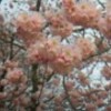 湯築城内で一番早く咲く桜