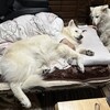 お気に入りのベット