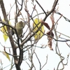 キマユガラ Yellow-browed Tit