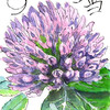 【西東京の植物絵手紙（45）…西東京市南町でアカツメクサの花を見つけた！】