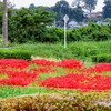 手賀沼曙橋駐車場の彼岸花