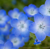 散歩しながら近所の花を撮る「花撮り散歩写真」 #EOSM6 
