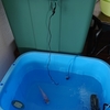 エラ病 塩水浴１ヶ月半を経て淡水へ