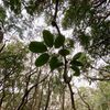 樹海一人歩き、その２・植物編
