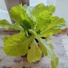 秋まきの室内のチマサンチュ（種まき後15週目に収穫開始）