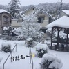 雪が降りましたね(о´∀`о)