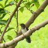 霍公鳥なほも鳴かなむ本つ人･･･巻第20-4437～4438