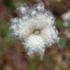 秋明菊の綿毛