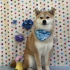 6月17日のトリミング