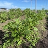 🥬はたけ通信🥬