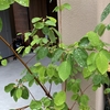 雨止んで雨傘のまま日傘かな 〜 ただごと俳句って？