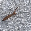 カマキリかな…？
