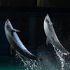 🐬横浜・八景島シーパラダイス へGO❗️ その② イルカショーの紹介です😊