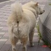 063大学犬はなちゃんの日常（その56）