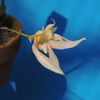Bulbophyllum annandalei　 