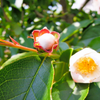 7月「沙羅双樹」の花が咲いた 😘