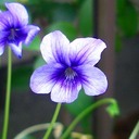 「今」は菫の如く