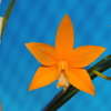 C. harpophylla`The Evening Star ’