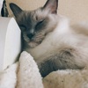 ちくっとする