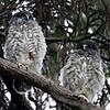 アオバズクのひなが巣立ち　名古屋・東山動物園（愛知県）