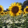 言い訳って見苦しい、メンタルつよつよ集団の職場
