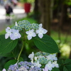 東京都庭園美術館への旅③『紫陽花の咲く街角　目黒通り』