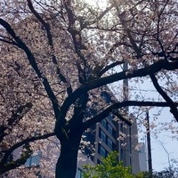 ビル街と桜２