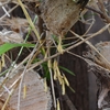 初夏の庭 その２　カマキリ