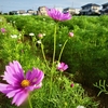 神原町花の会(花美原会)(４４９)  　ちらほらと最初の開花が始まったコスモス畑