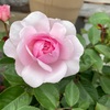 バラがどんどん開花