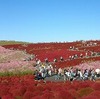 国営ひたち海浜公園のコキアの紅葉＆コスモスへ。今が見頃！ その２ パノラマ写真など