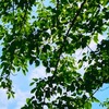 ５月３０日