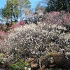 「池上梅園」