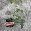 夏野菜の水耕栽培